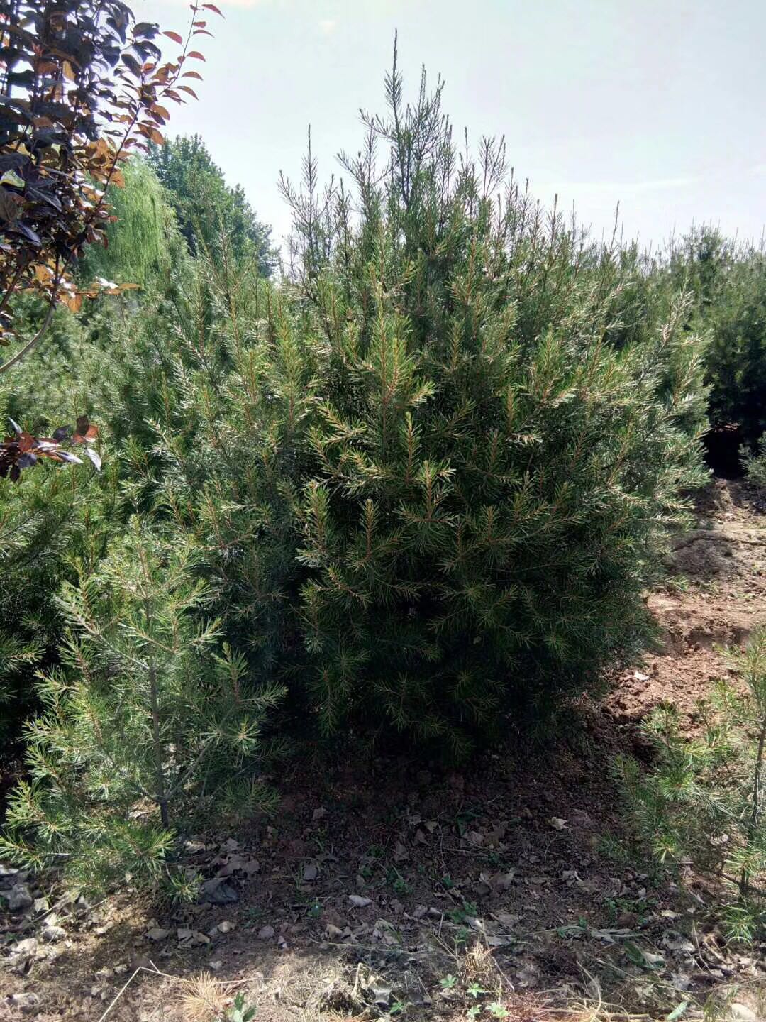 龍里縣5米白皮松