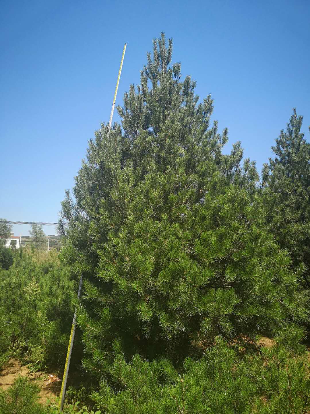 馬山縣5米白皮松